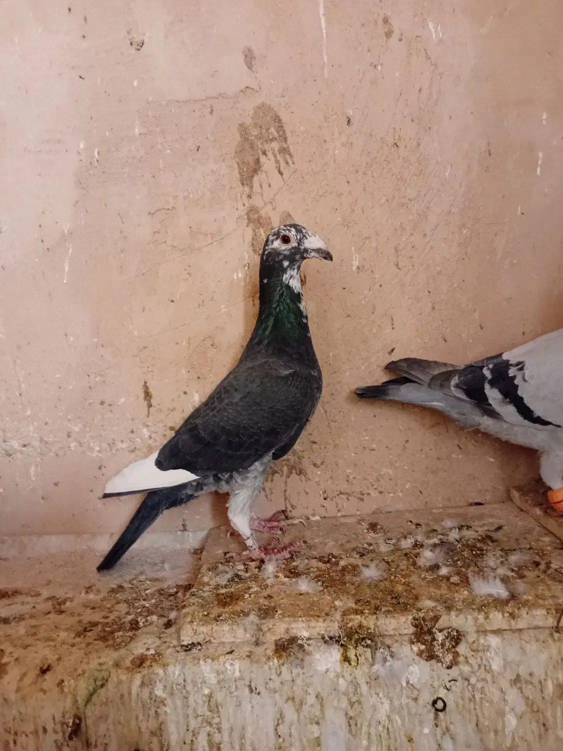 گمشده|حیوانات|سبزوار, جهاد کشاورزی|دیوار