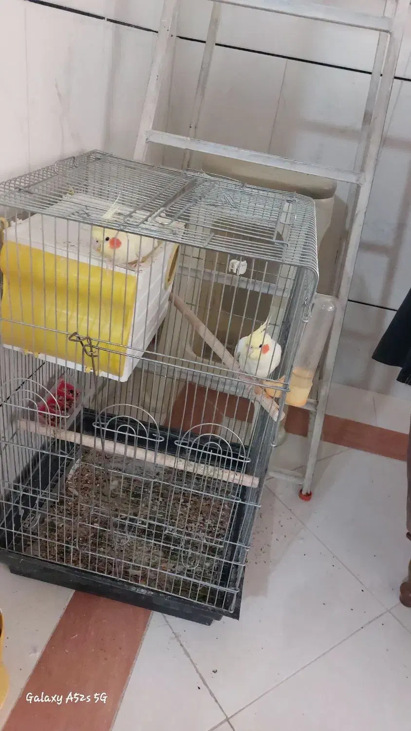 عروس هلندی نر ماده سخنگو|پرنده|قم, پردیسان|دیوار