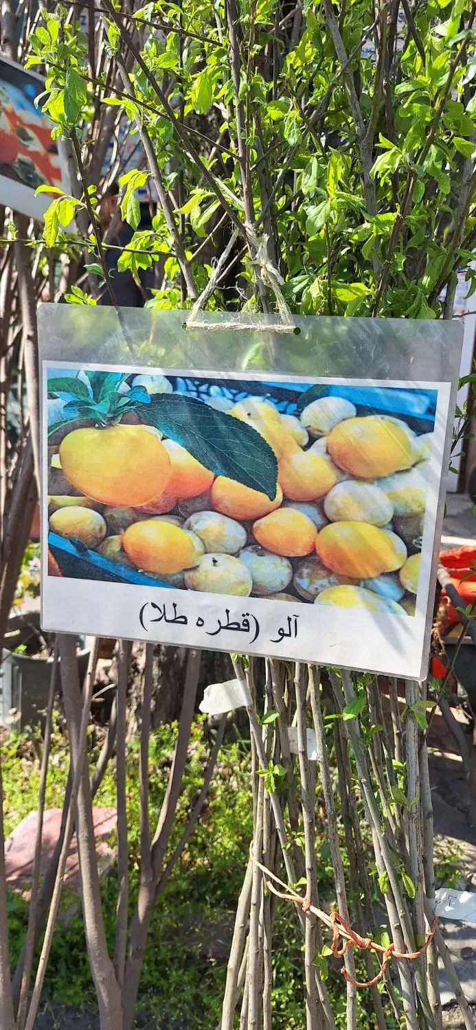 فروش نهال|گل و گیاه طبیعی|توتکابن, |دیوار