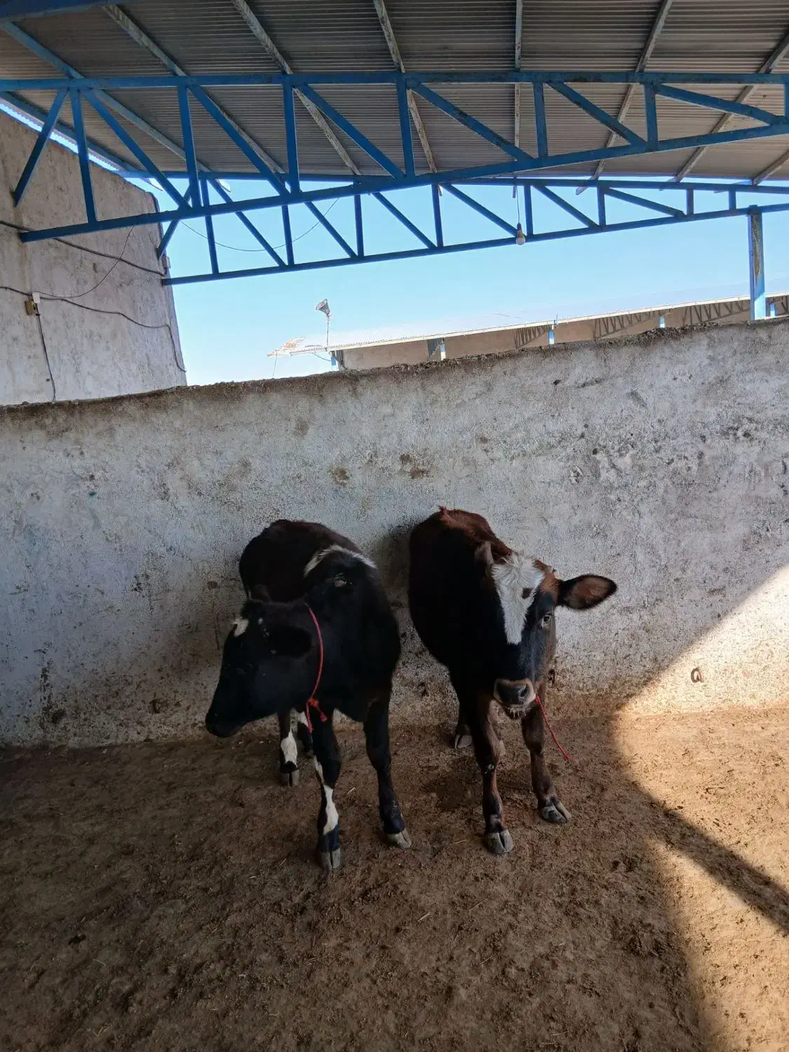 گوساله ماده ونرشیری|حیوانات مزرعه|مشهد, خرم آباد|دیوار