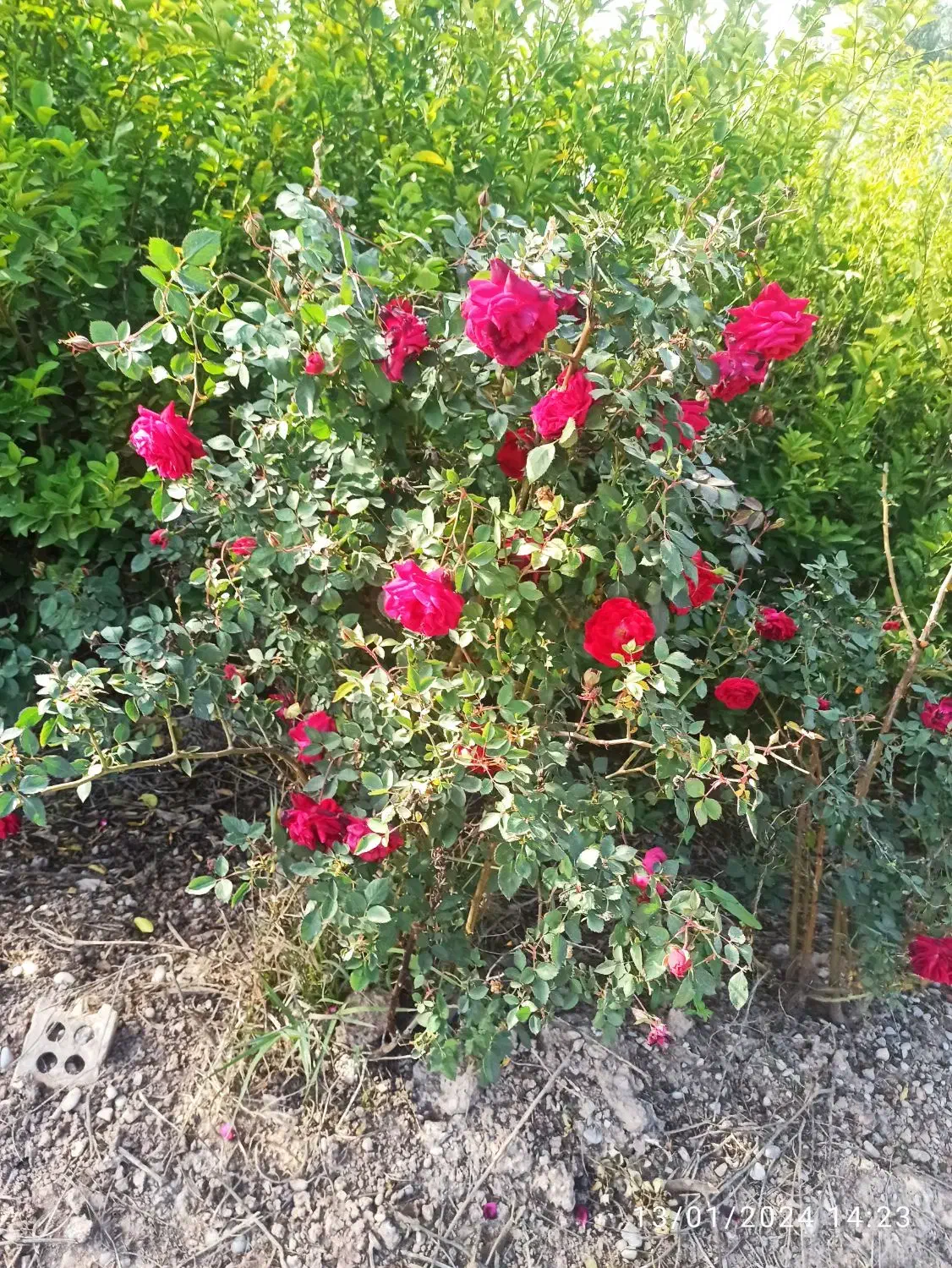 باغبان|خدمات باغبانی و درختکاری|دزفول, |دیوار