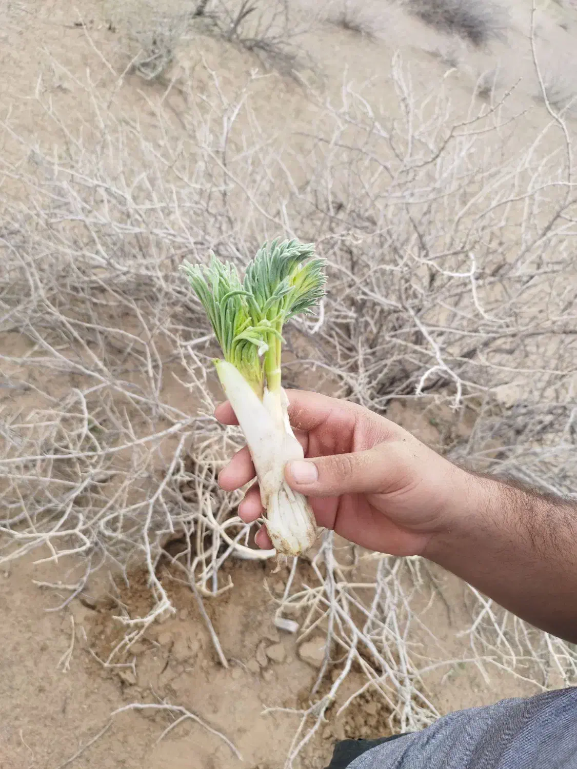 کما تازه|خوردنی و آشامیدنی|بیرجند, |دیوار