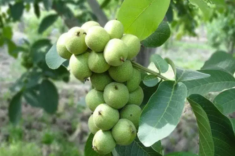 فروش نهال با قیمت عمده|خدمات باغبانی و درختکاری|شیراز, امام حسین|دیوار
