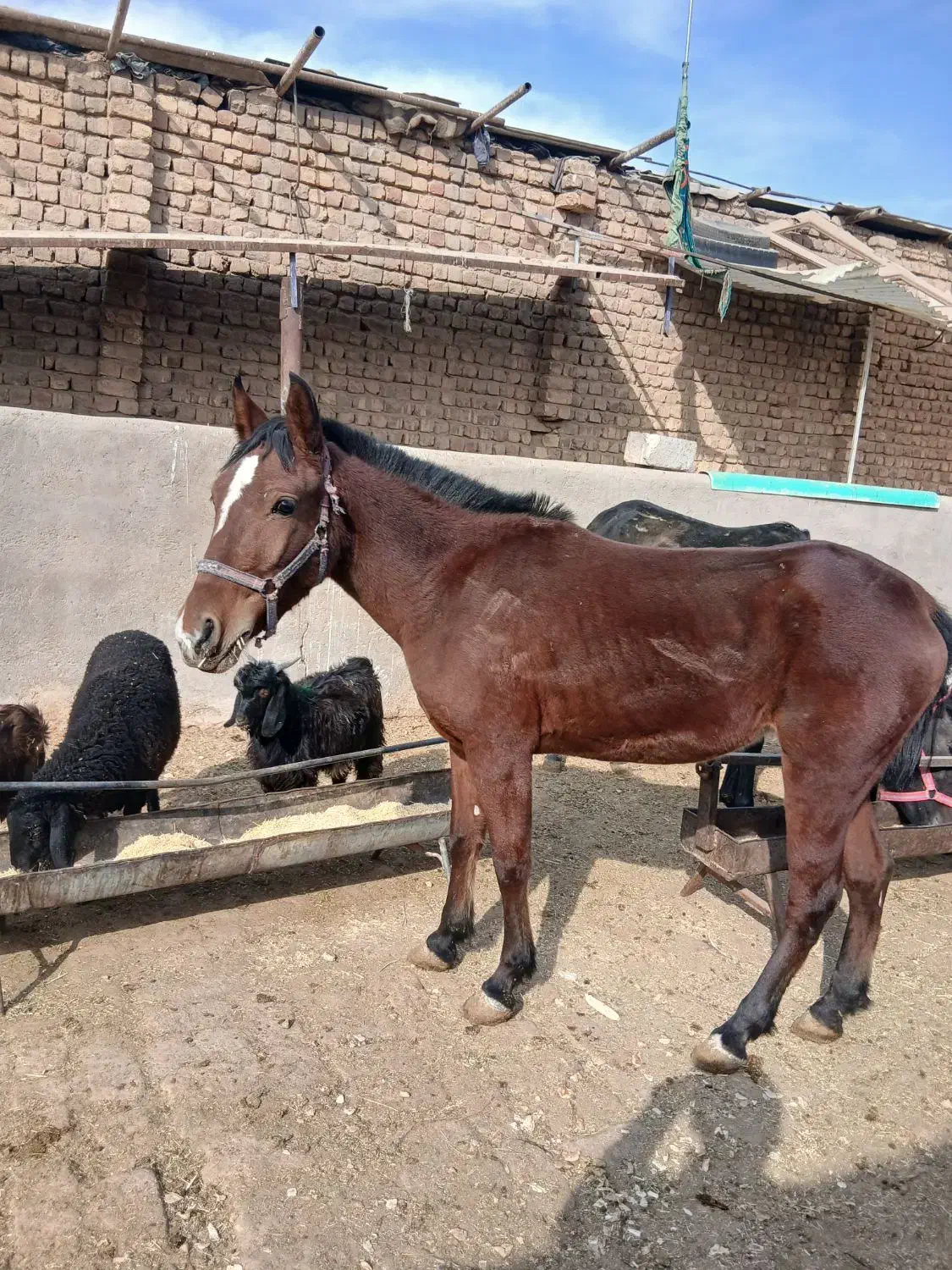 اسب نریون کرد|اسب و تجهیزات اسب‌سواری|قم, شاه ابراهیم|دیوار