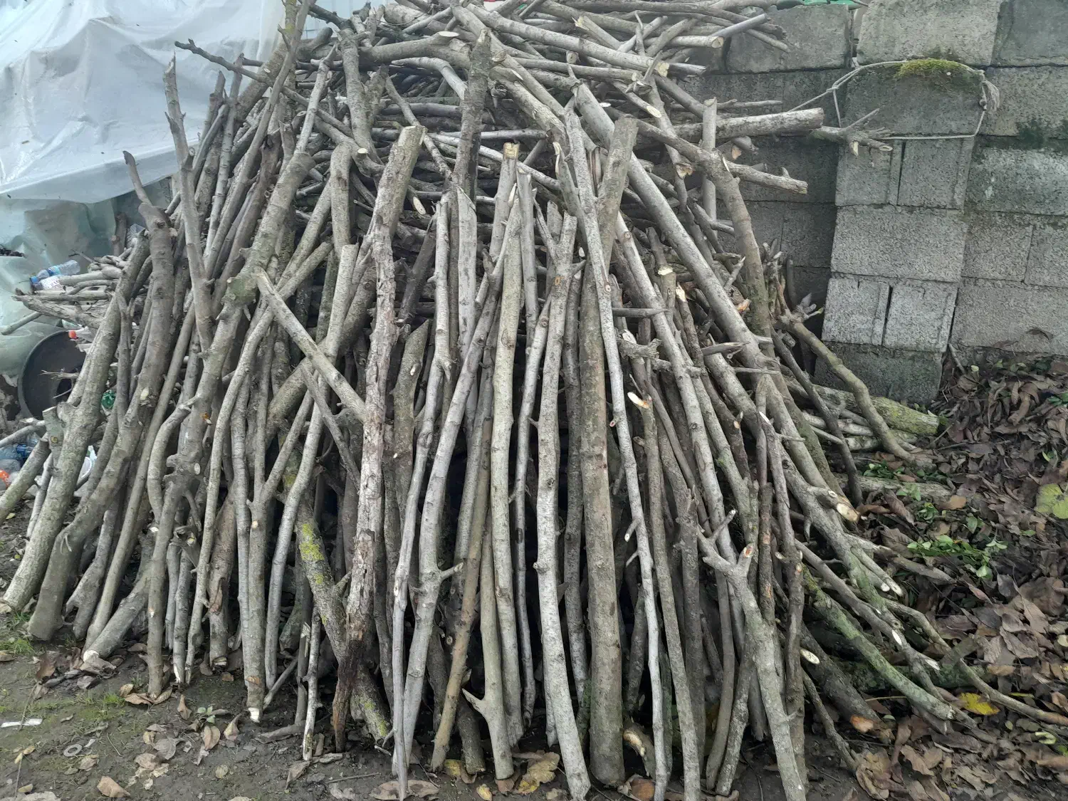 فروش چوب گردو وچوب انجیر|خدمات باغبانی و درختکاری|شلمان, |دیوار