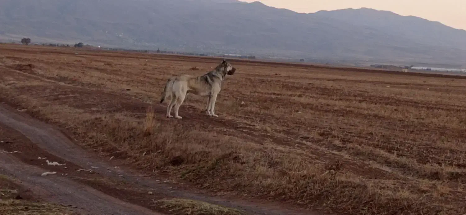 سگ سرابی|سگ|هیر, |دیوار