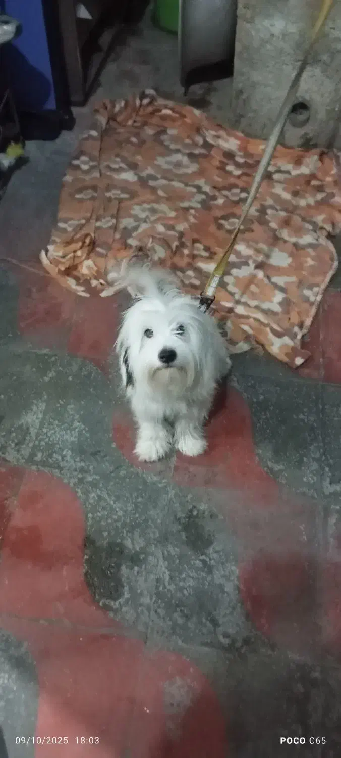 سگ پاکوتاه|سگ|شیراز, شهرک کوشکک|دیوار