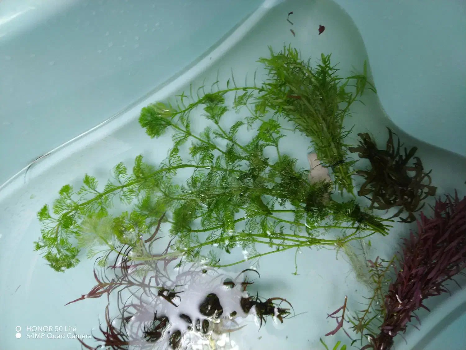 گیاه طبیعی آکواریوم|ماهی|سنندج, |دیوار