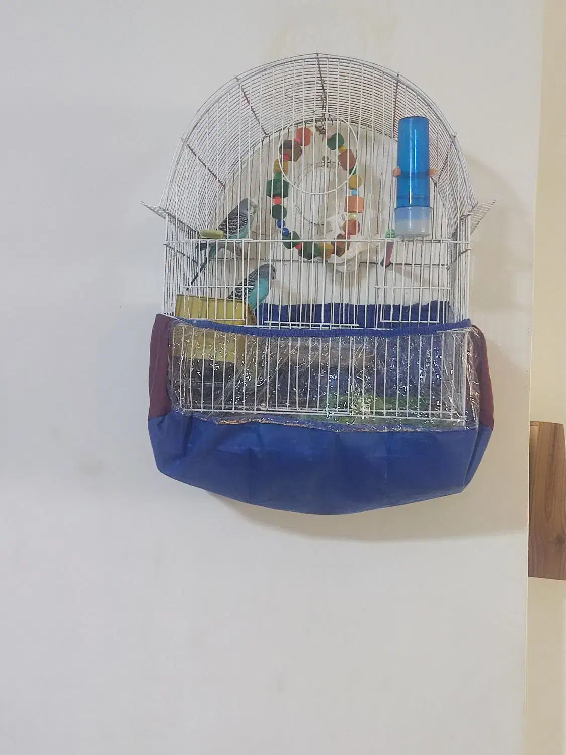 مرغ عشق|پرنده|مهاباد (آذربایجان غربی), |دیوار