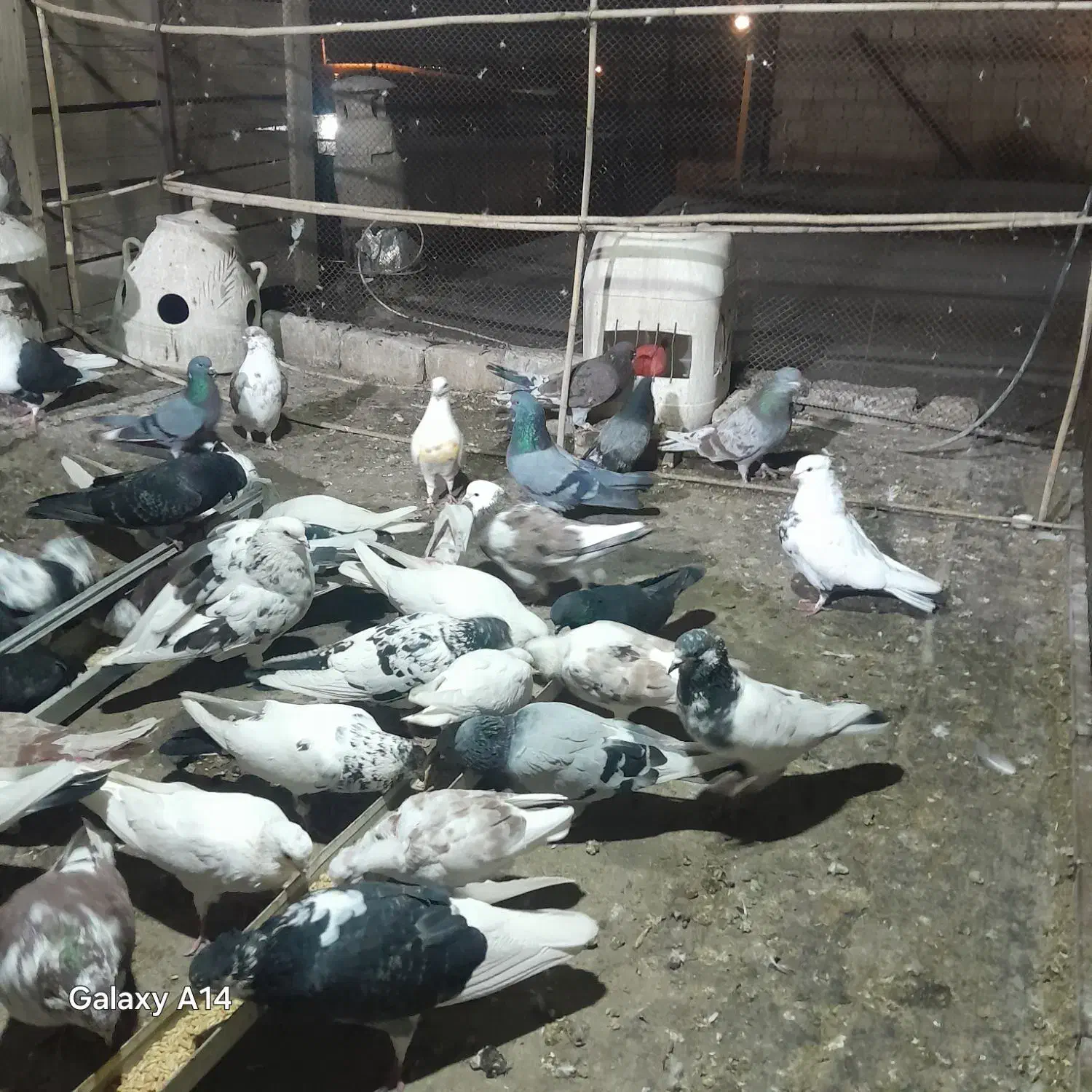 کبوتر|پرنده|بوئین زهرا, |دیوار