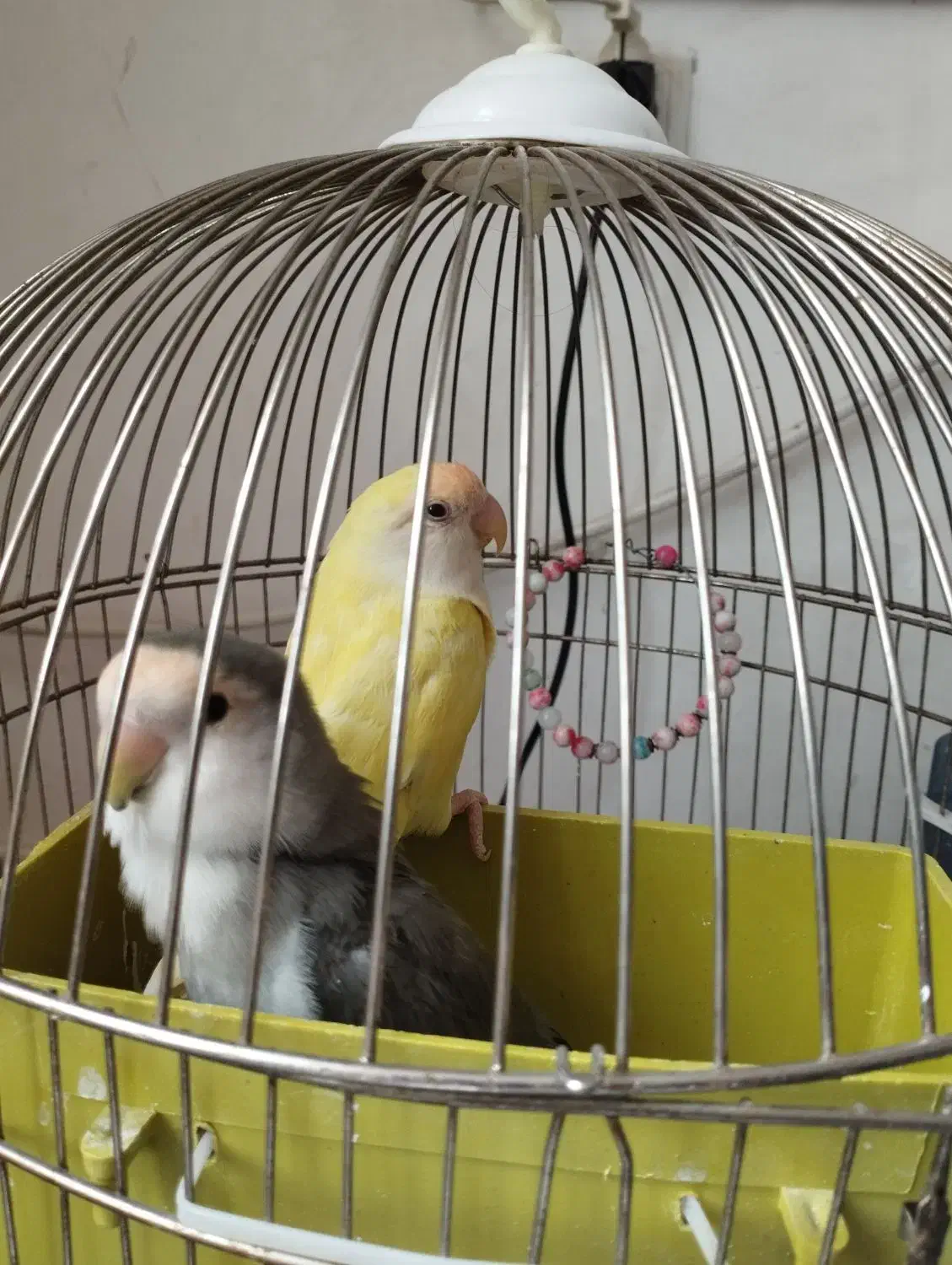 طوطی برزیلی|پرنده|اردبیل, |دیوار