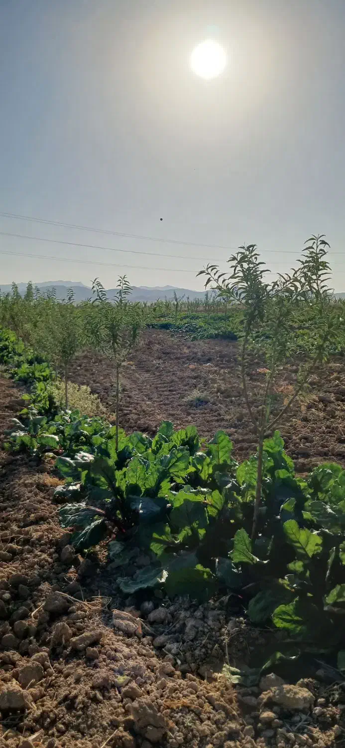 باغ ۵۰۰ متری درخت کاری شده|فروش زمین و ملک کلنگی|ساروق, |دیوار