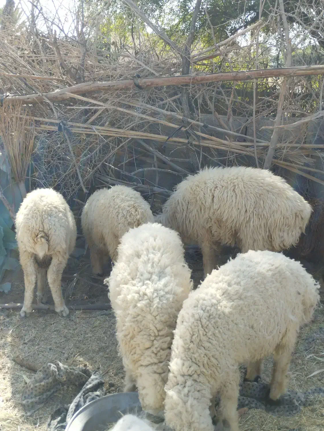 بره نر|حیوانات مزرعه|جیرفت, |دیوار