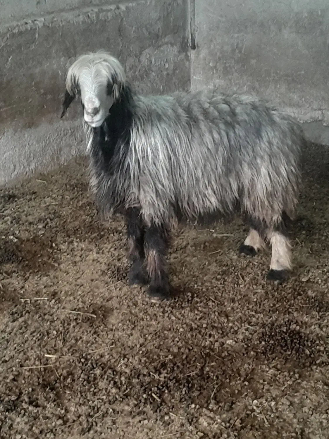 شیشک|حیوانات مزرعه|شیراز, شهرک مخابرات|دیوار