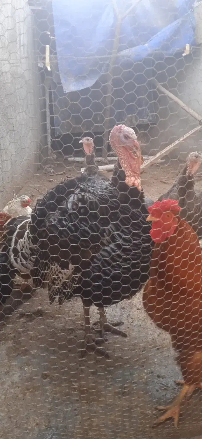 خروس وبوقلمون اورگانیک درشت|حیوانات مزرعه|قائمشهر, |دیوار