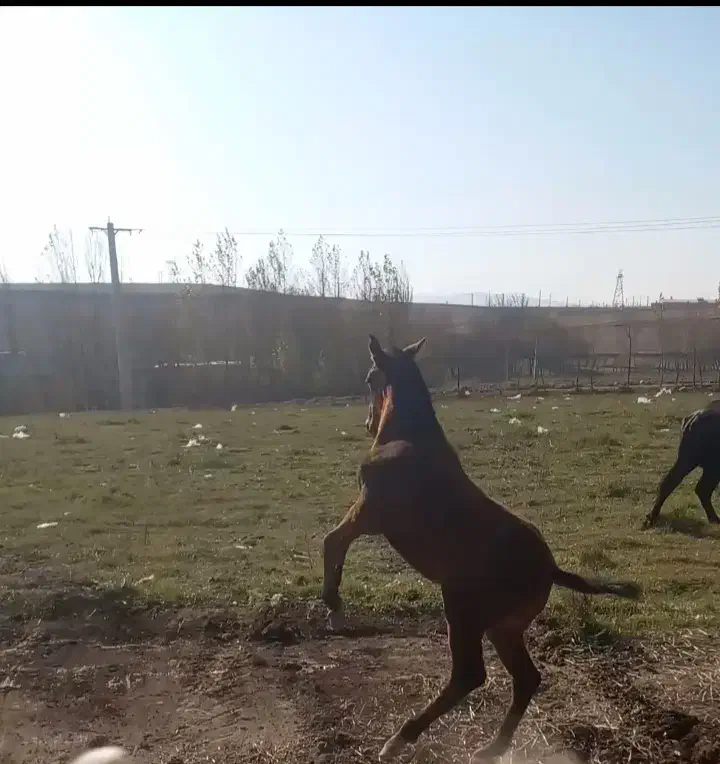 کره اسب مادیان|اسب و تجهیزات اسبسواری|سرعین, |دیوار