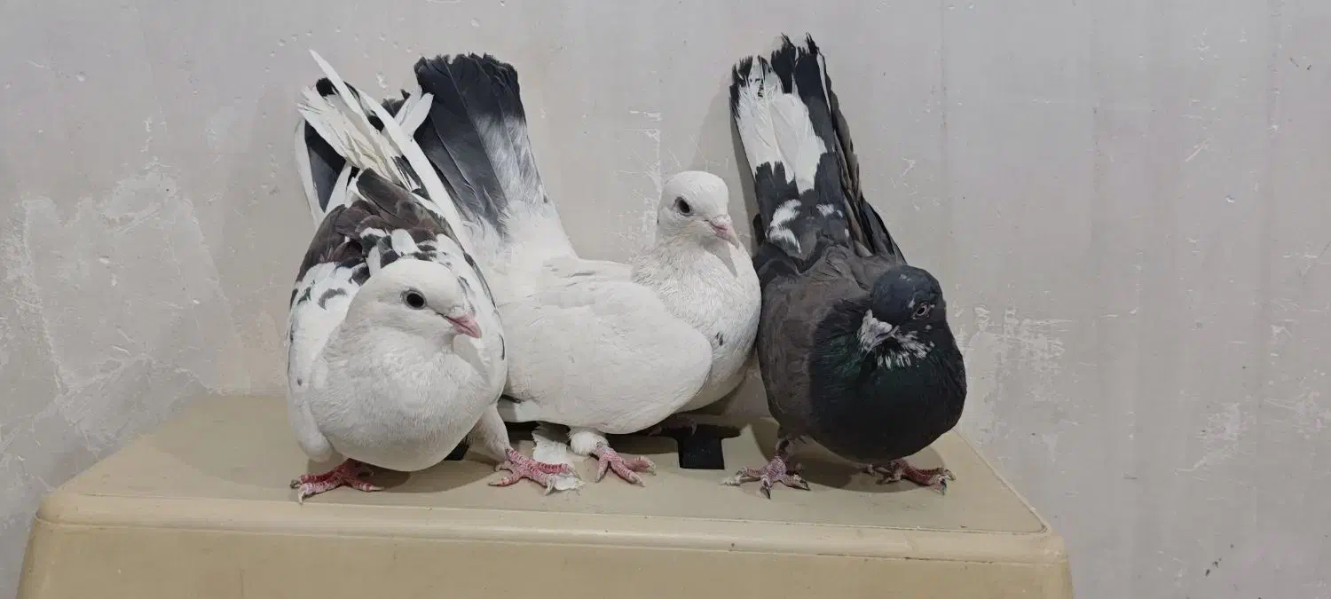 کبوتر|پرنده|تهران, مسعودیه|دیوار