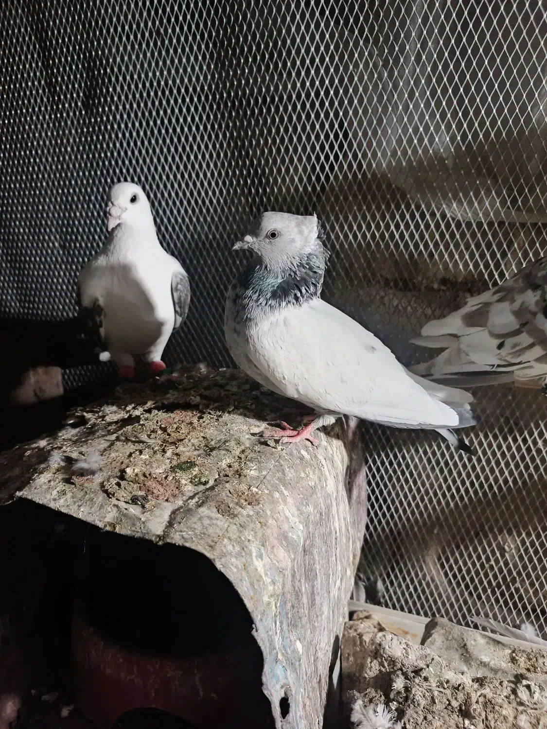 کفتر 6تمن|پرنده|داراب, |دیوار