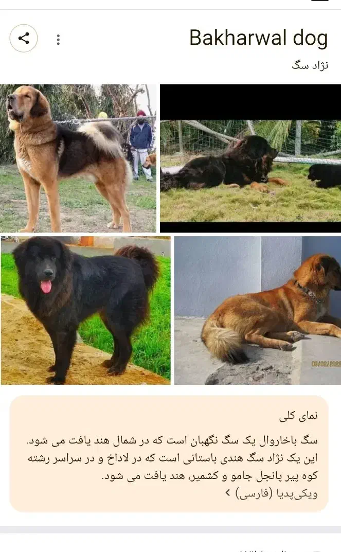توله سگ|سگ|یاسوج, |دیوار
