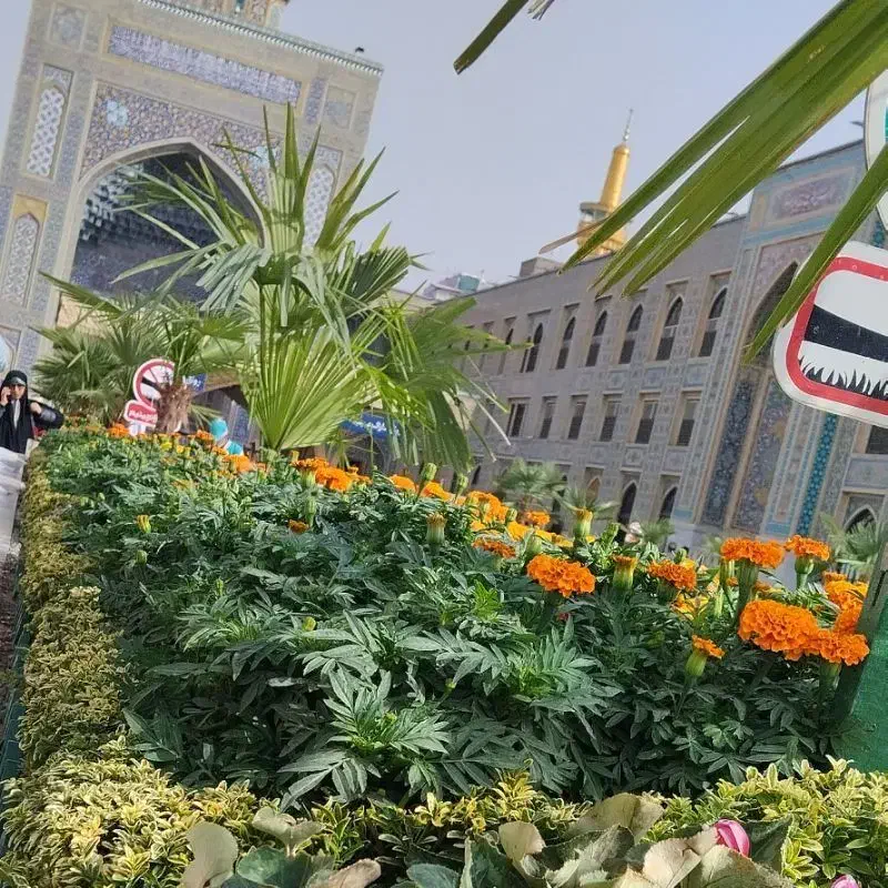 راهنمایی|فعالیت داوطلبانه تحقیقاتی|بیرجند, |دیوار