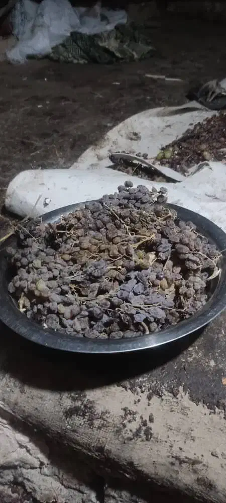 کشمش|خوردنی و آشامیدنی|قزوین, |دیوار