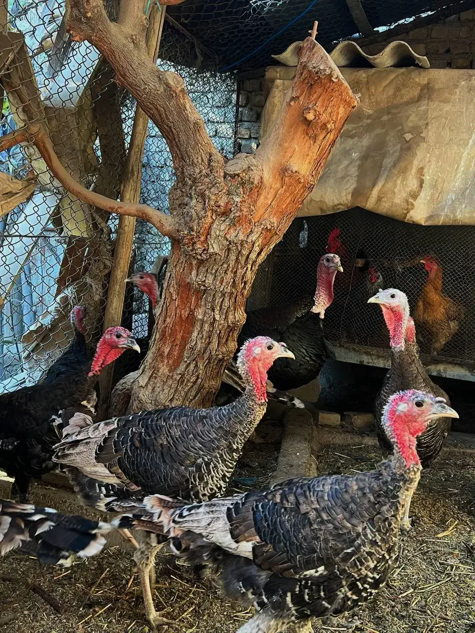 بوقلمون خانگی رسمی بومی ارگانیک|حیوانات مزرعه|وحیدیه, |دیوار