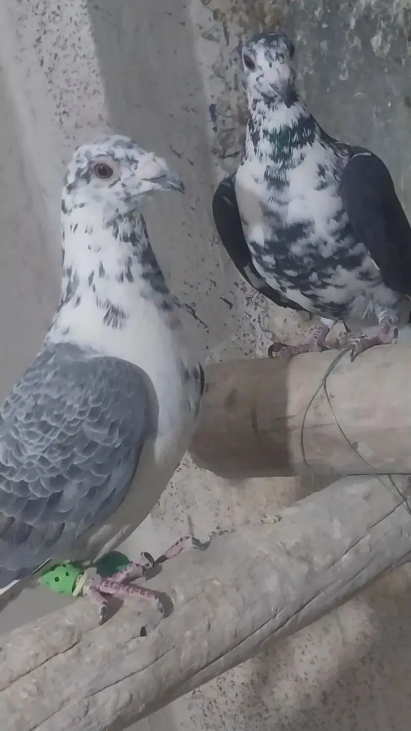 نرو ماده سینه سفید|پرنده|شیراز, کفترک|دیوار