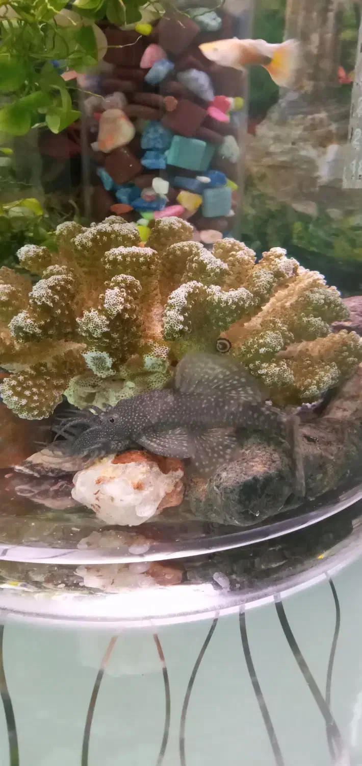 پوزه بوته ای|ماهی|اسلامشهر, شهرک مهدیه|دیوار