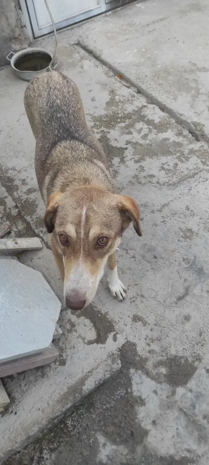 سگ دورگه هاسگی ماده 18ماهه|سگ|خرم‌آباد, |دیوار