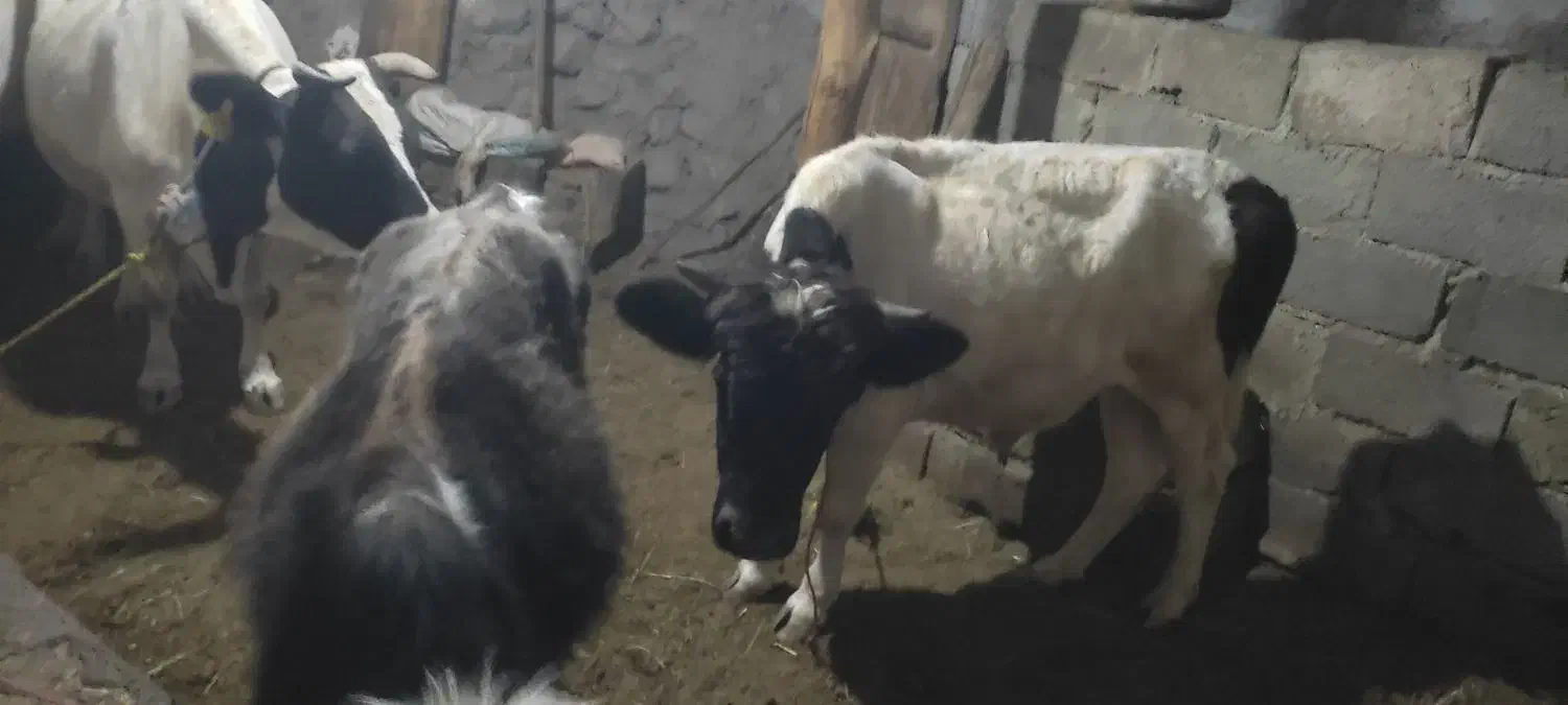 دو عدد گوساله نره دارم مناسب برای نگهداری|حیوانات مزرعه|عنبران, |دیوار