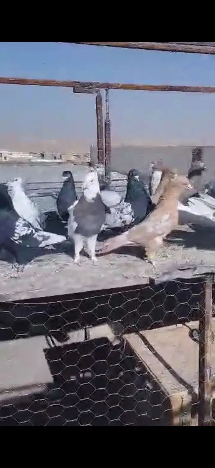 کفتر|پرنده|شیراز, قلات|دیوار