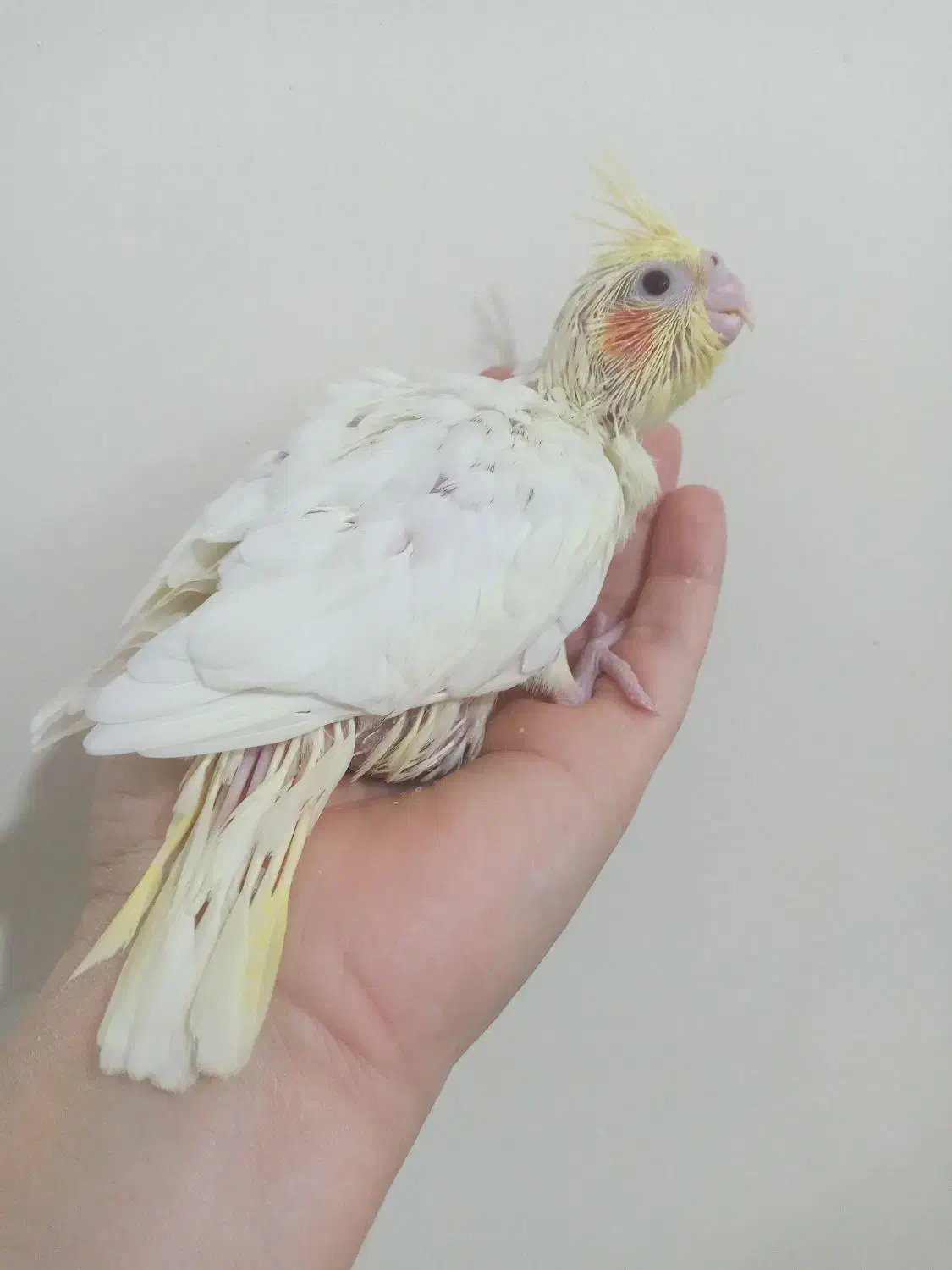 جوجه عروس هلندی سرلاکی - شهرک ولیعصر|پرنده|تهران, شهید رجایی|دیوار