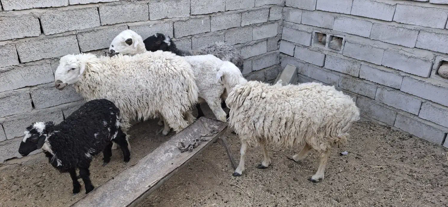 گوسفند ابستن|حیوانات مزرعه|میرجاوه, |دیوار