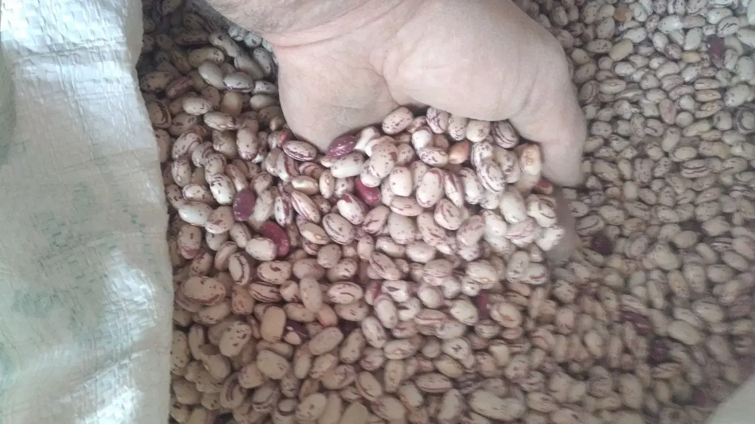 لوبیا چیتی|خوردنی و آشامیدنی|نظر کهریزی, |دیوار