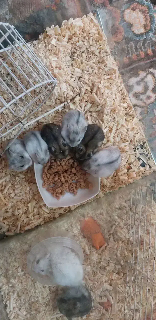 همستر سوری خوکچه|موش و خرگوش|مشهد, بهمن|دیوار