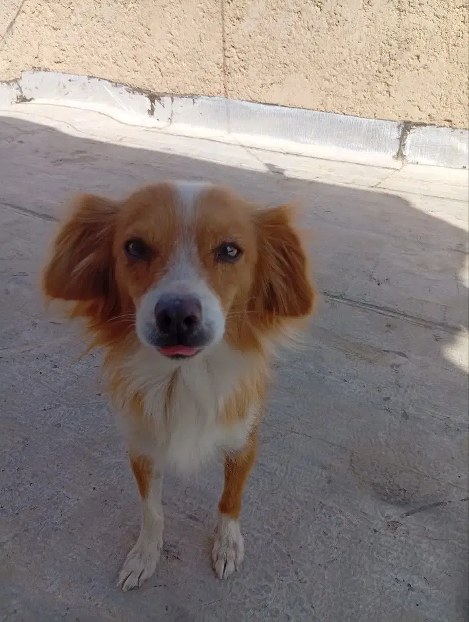 سگ دستی|سگ|برخوار, |دیوار