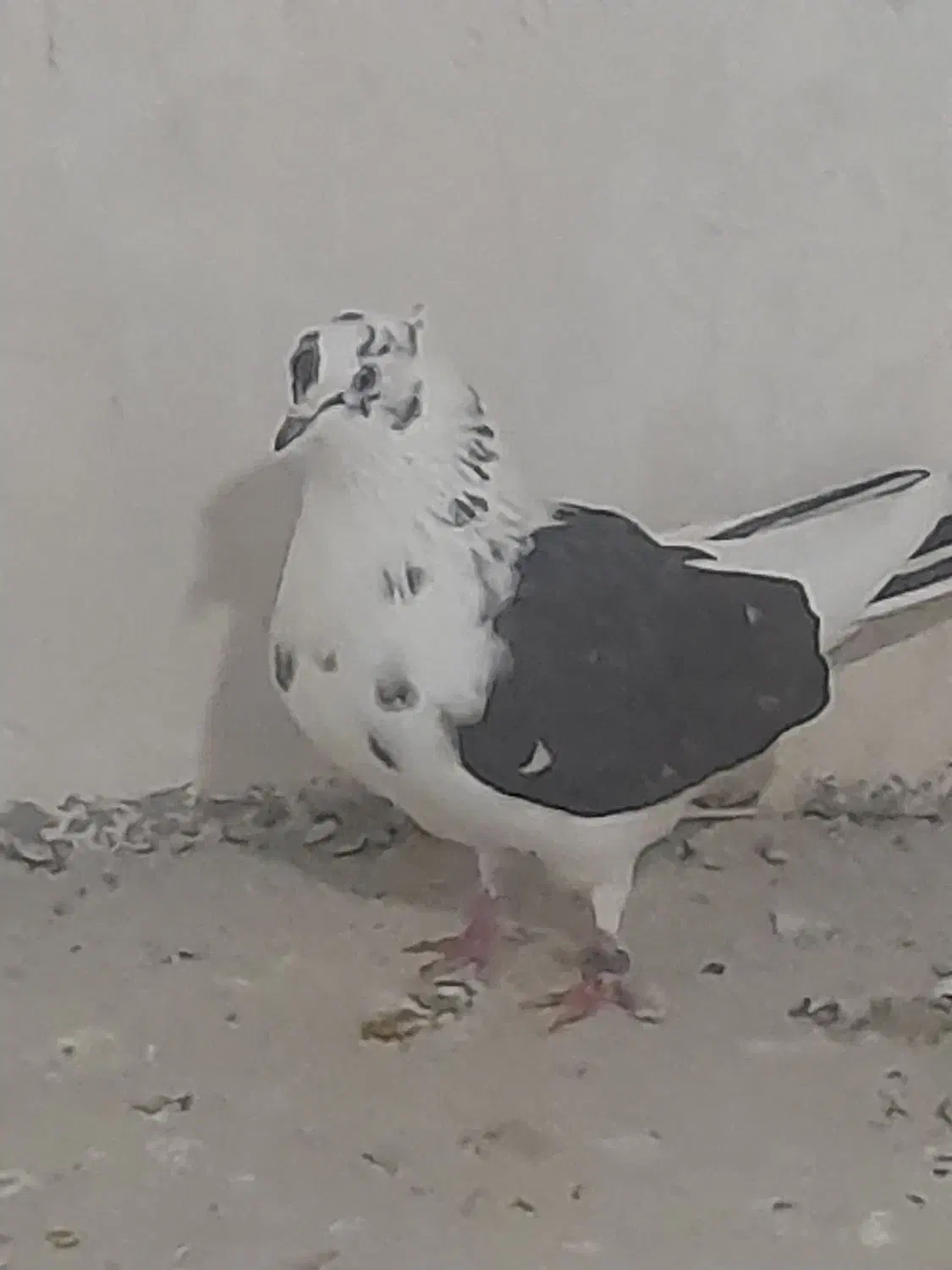 کبوتر  شازده|پرنده|سرپل ذهاب, |دیوار