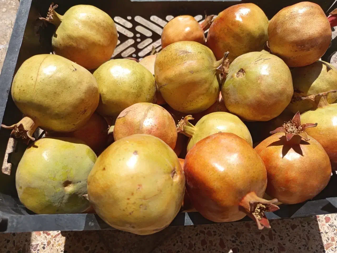 اجاره باغ انار|خوردنی و آشامیدنی|شیراز, شهرک گلها|دیوار