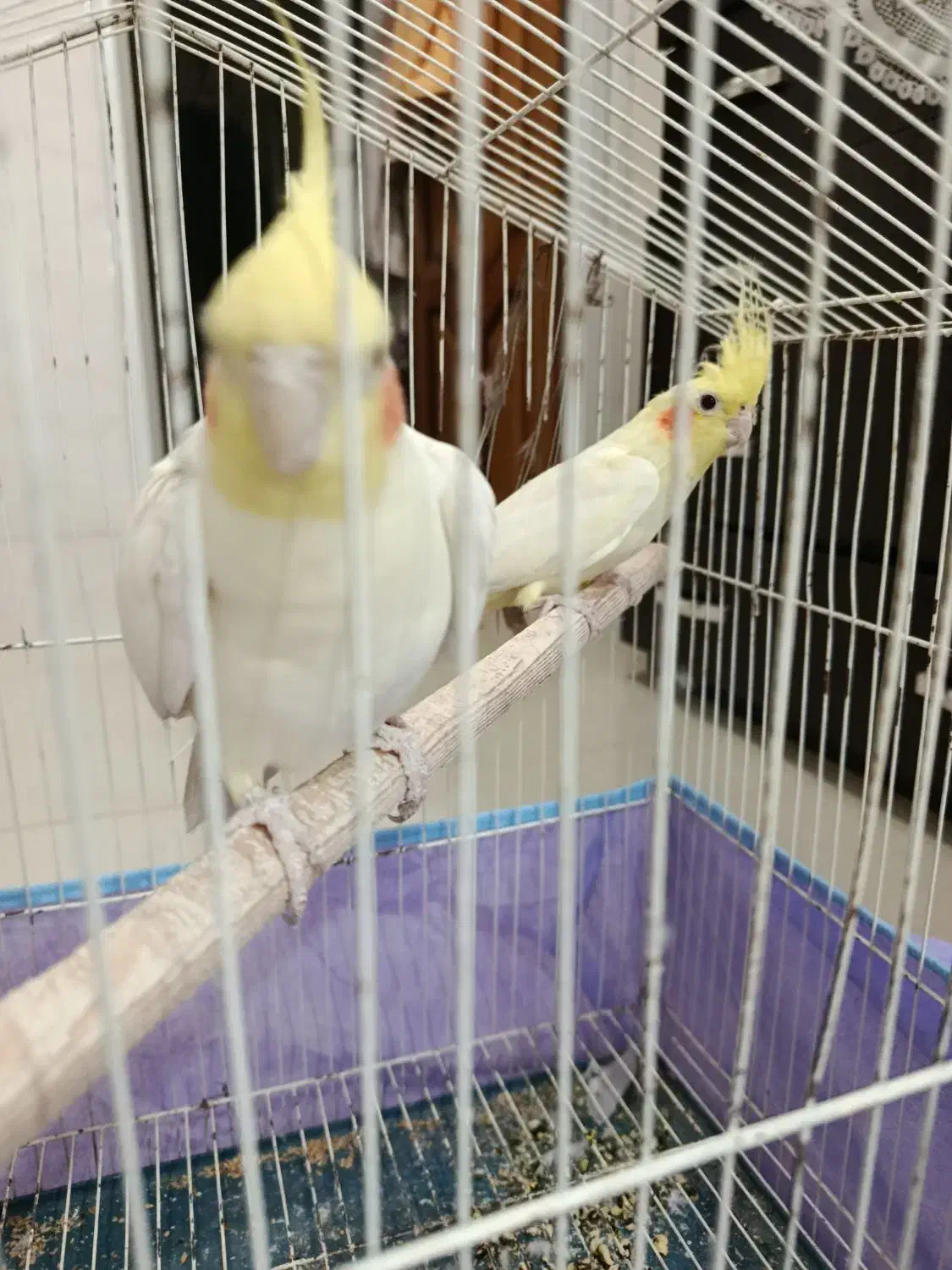 عروس هلندی جفت|پرنده|مهریز, |دیوار