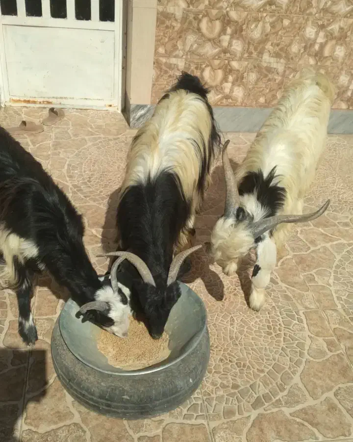 بُز جوان شکمه اول و کولار آبستن|حیوانات مزرعه|خرامه, |دیوار