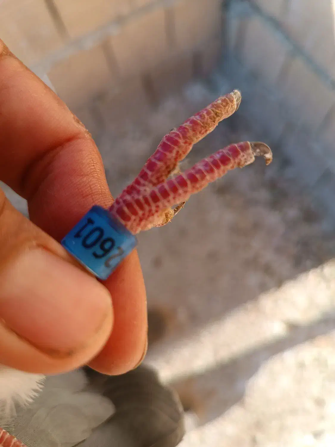 کبوترپلاکی باخت رفته|پرنده|سرپل ذهاب, |دیوار