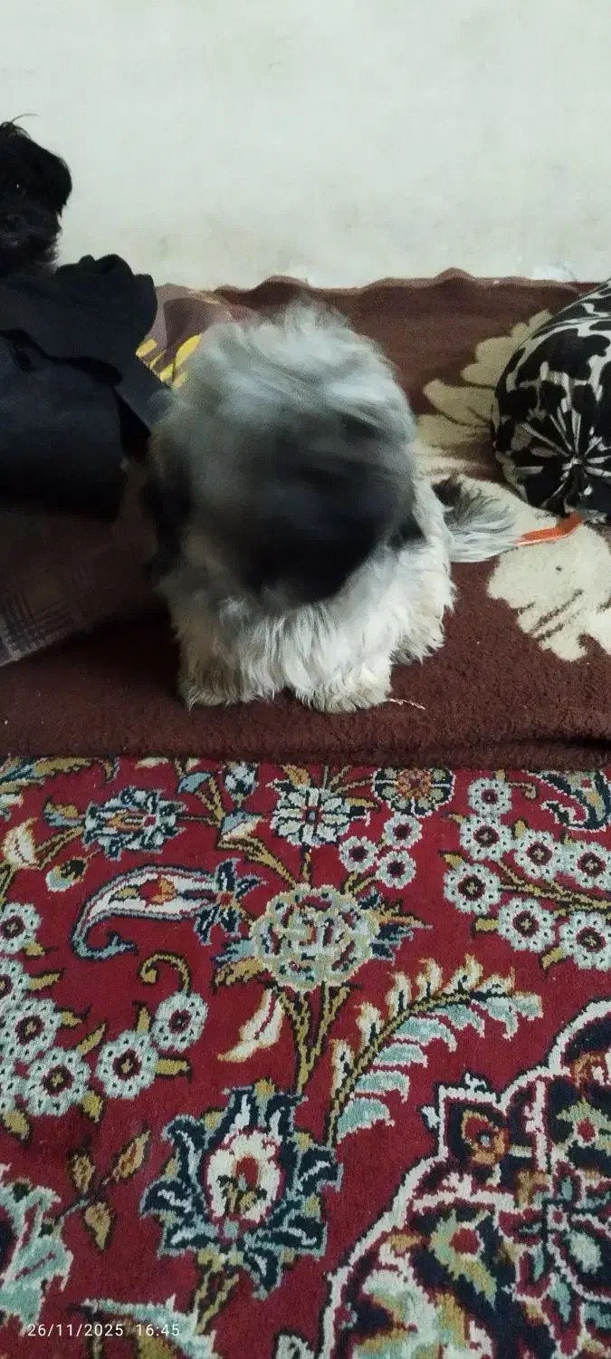 نر یک ساله|سگ|گرگان, |دیوار