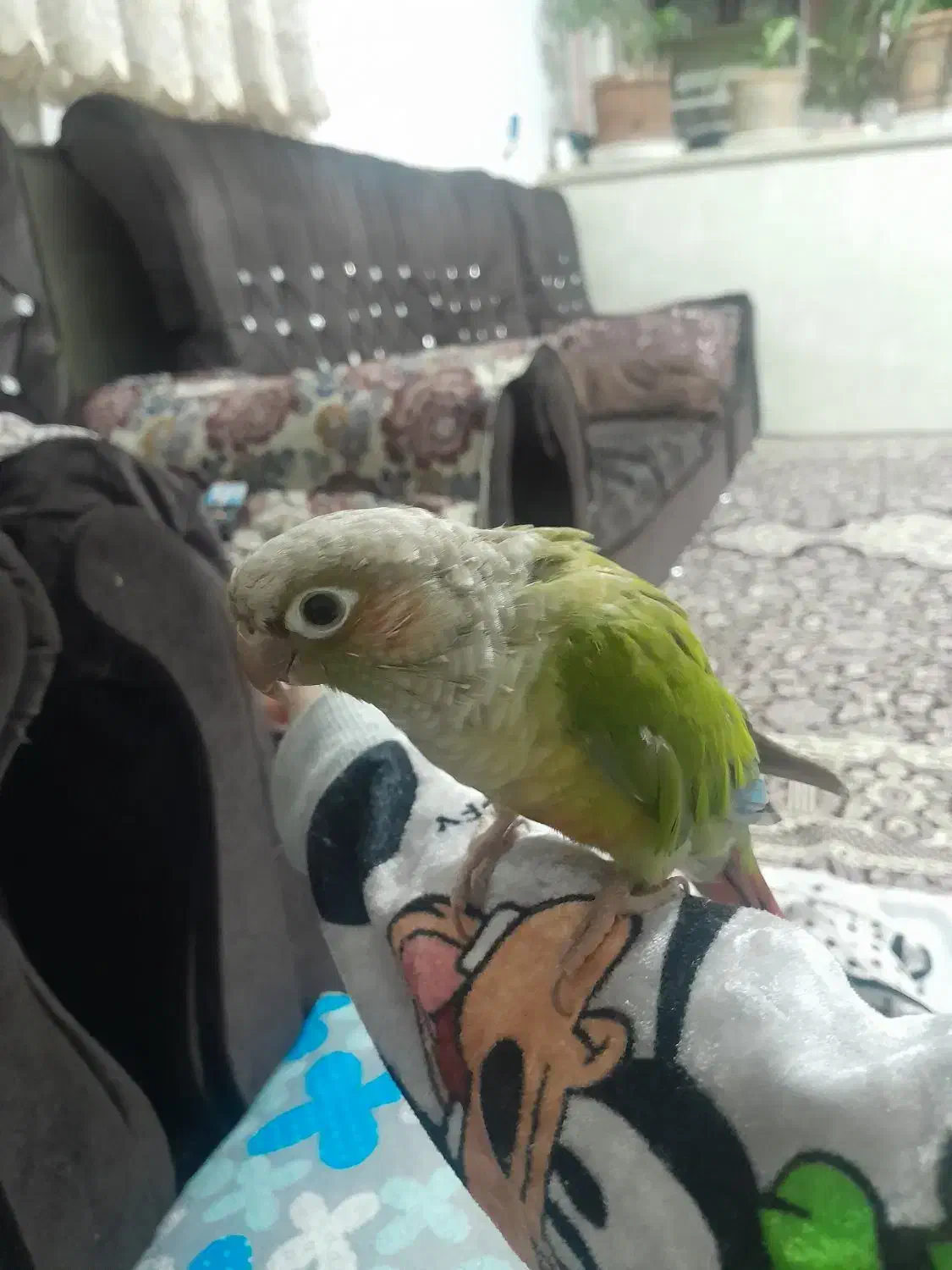 گرینچیک نر دستی|پرنده|نیشابور, مازول|دیوار