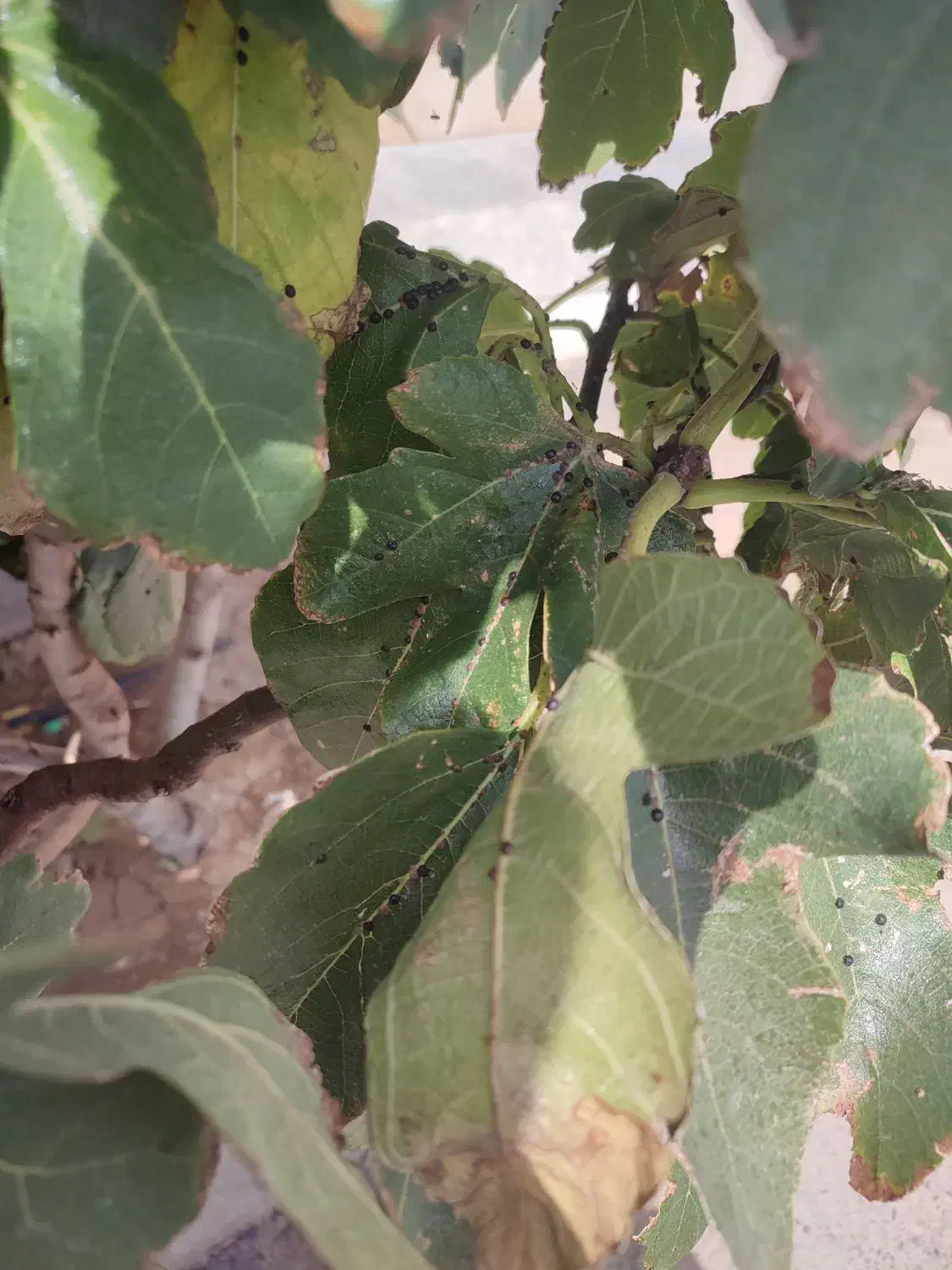 مدارک پیدا کردم بلوار روحانی|اشیا|قم, در بهشت|دیوار