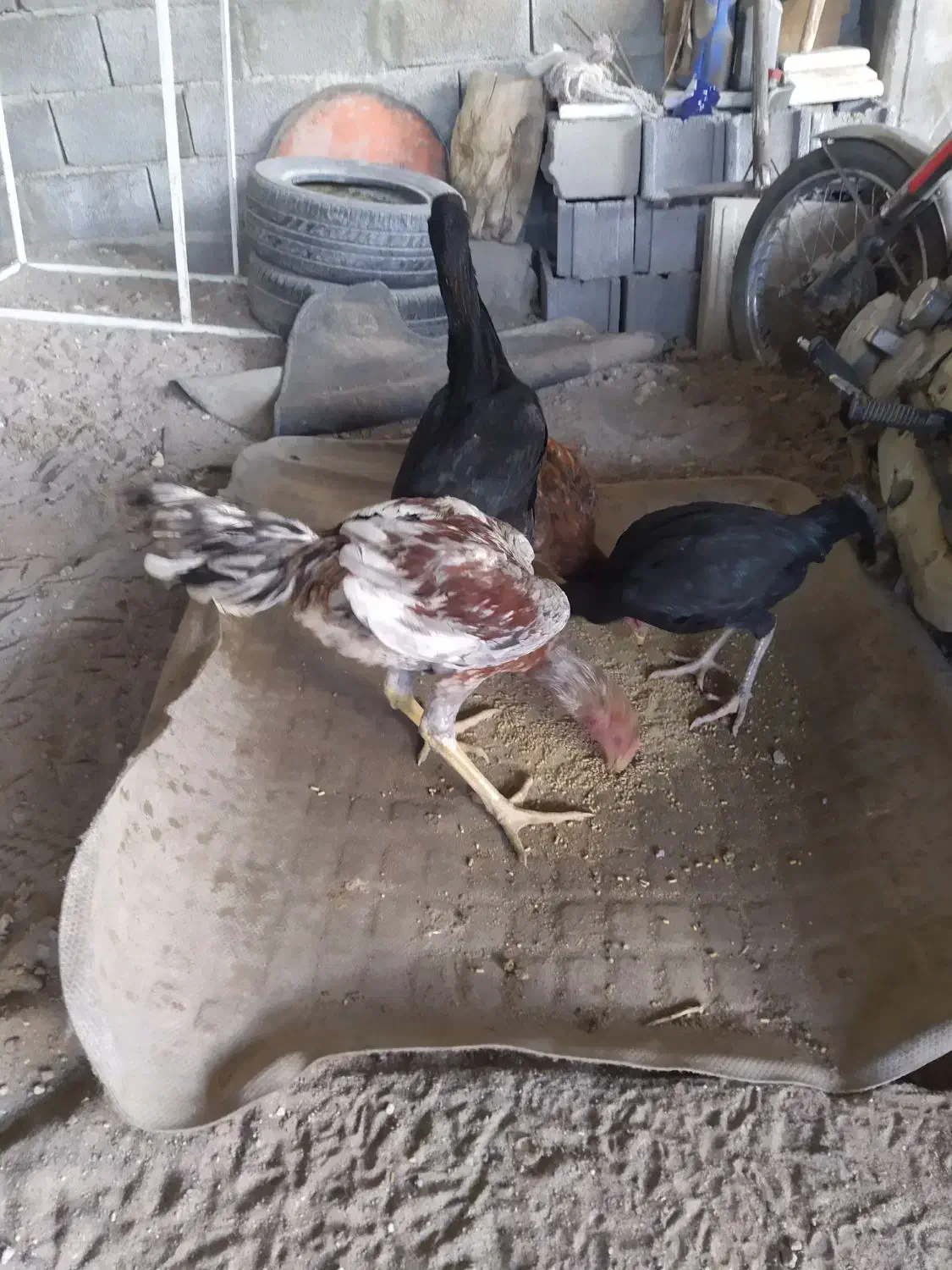 لاری ، محلی ،بوقلمون|حیوانات مزرعه|بناب, |دیوار