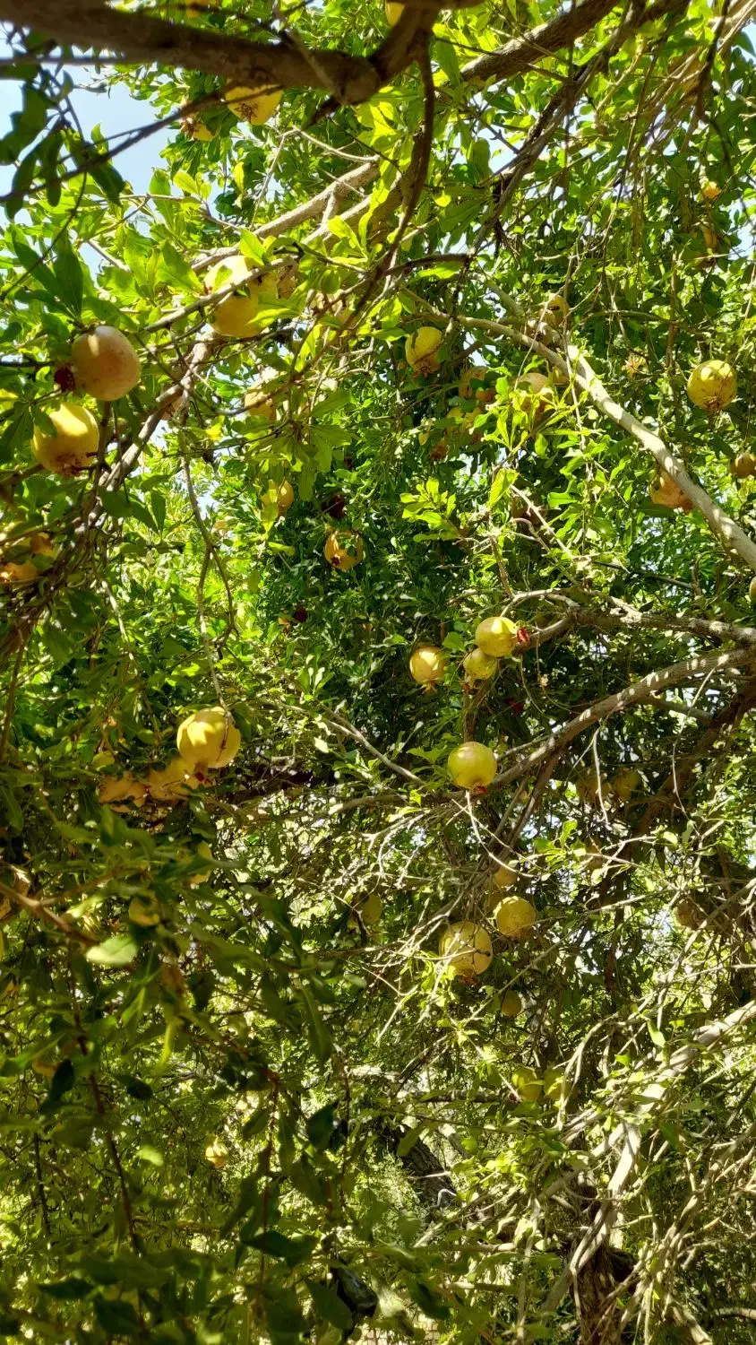 فروش انار|خوردنی و آشامیدنی|تفت, |دیوار