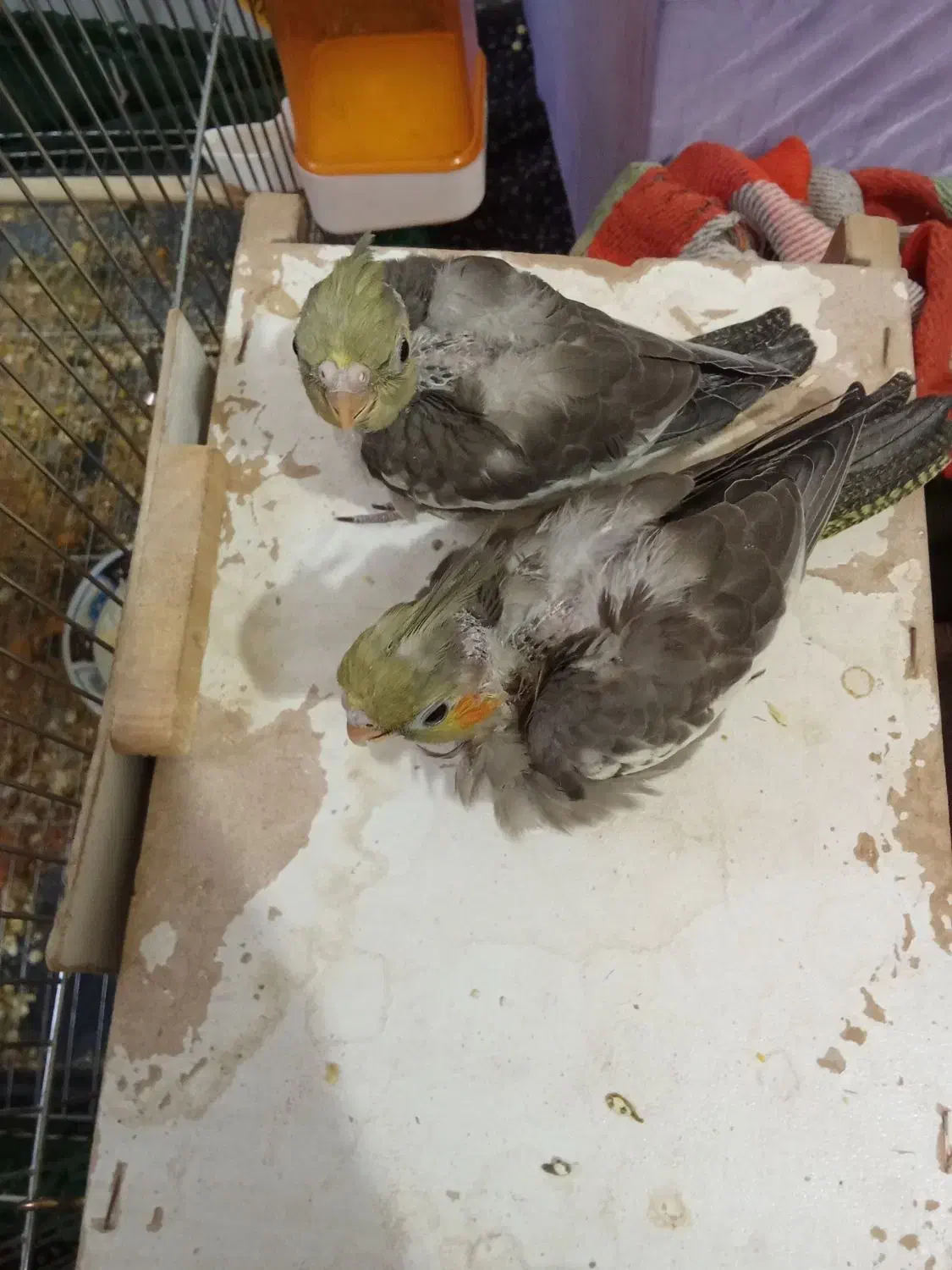 لباس تیشرت. جوجه عروس هلندی|لباس|زابل, |دیوار