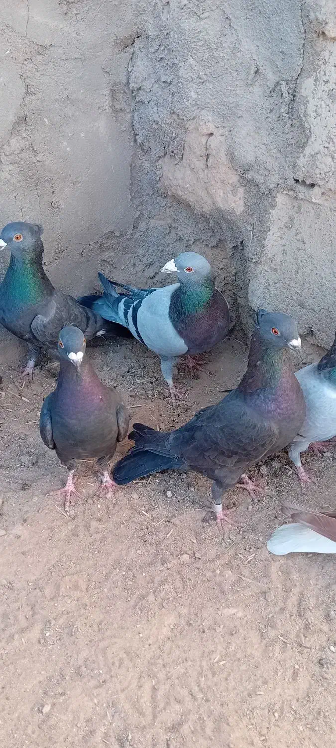 کبوتر|پرنده|سده (خراسان جنوبی), |دیوار