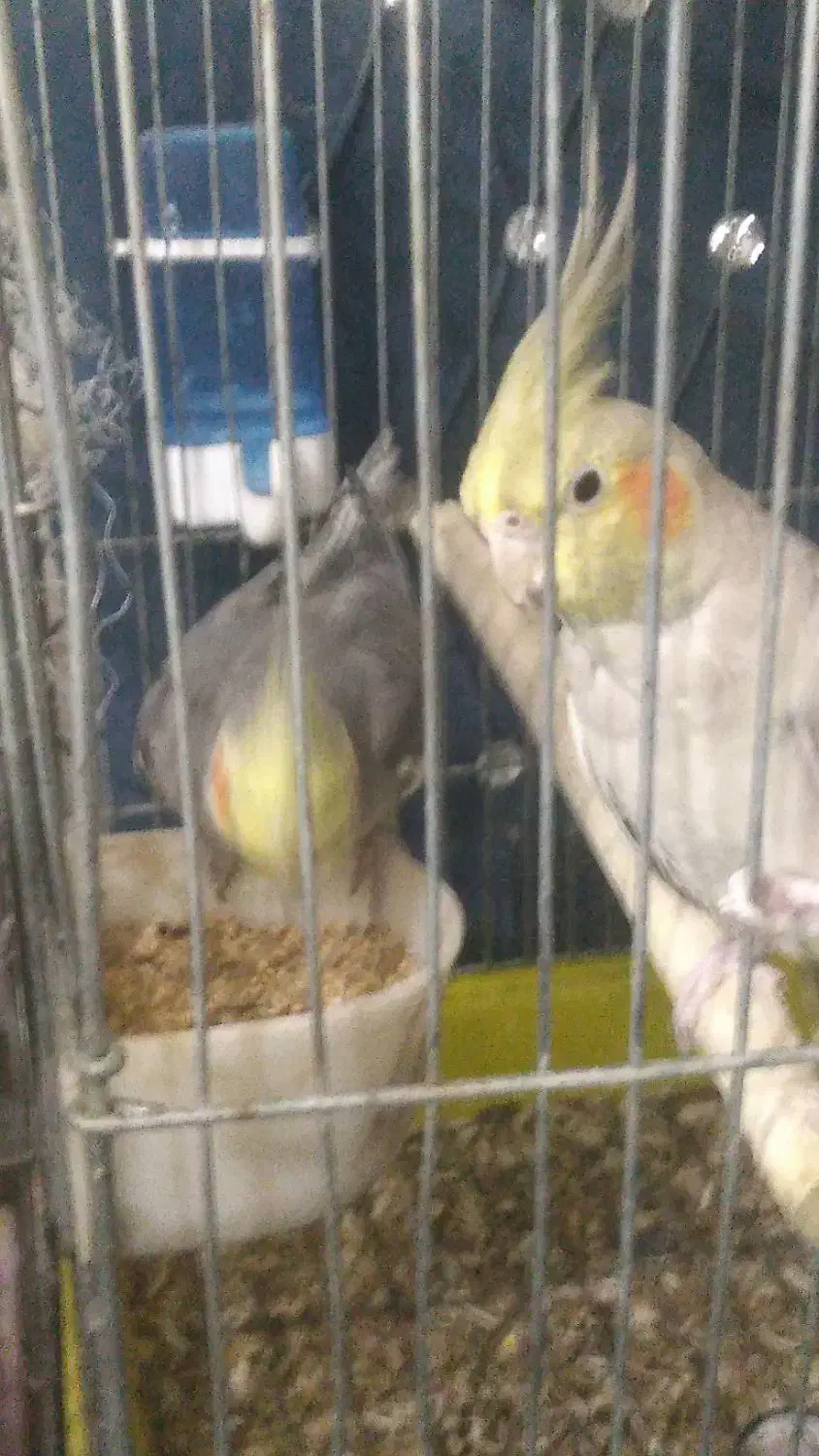 عروس هلندی|پرنده|تهران, مطهری|دیوار