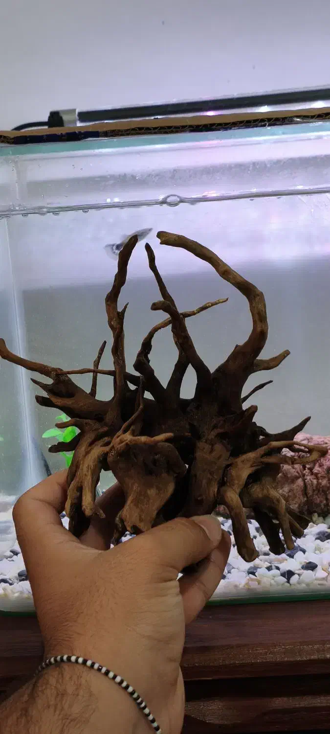 چوب ابنوس اکواریوم|ماهی|ایلام, |دیوار